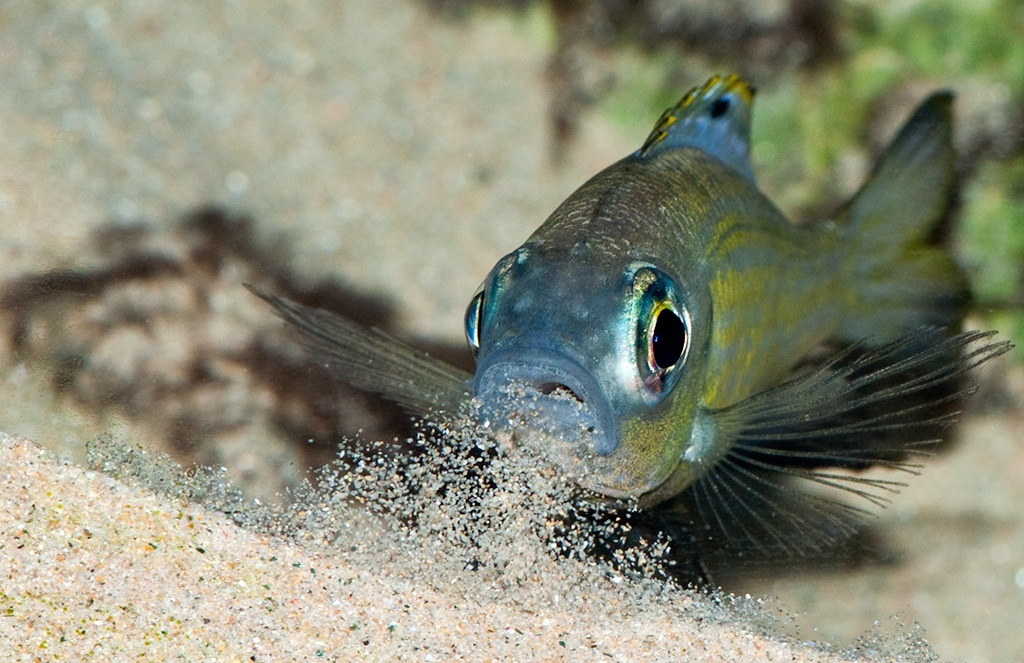 Aulonocranus dewindti