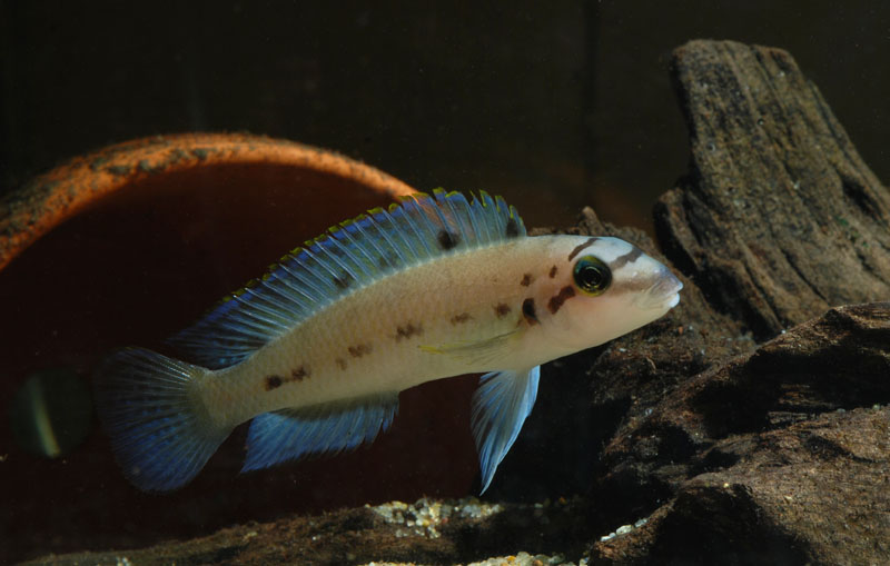 Chalinochromis  Ndobhoi