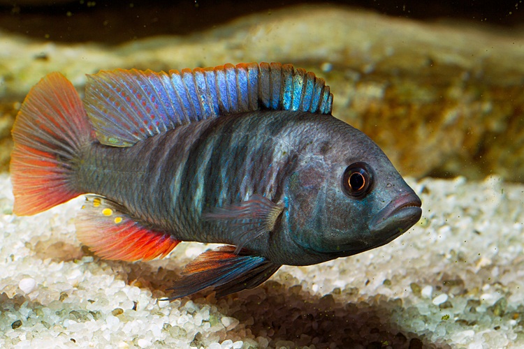 Lithochromis xanthopteryx